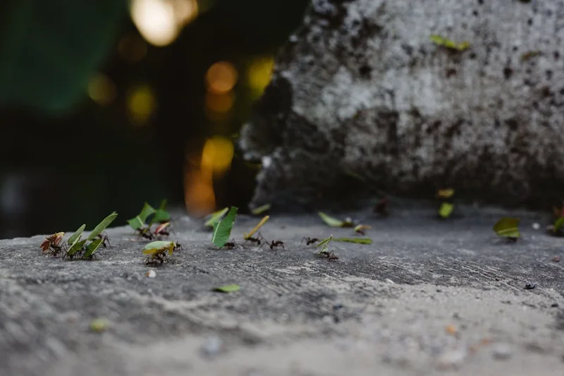 메노나이트 공동체