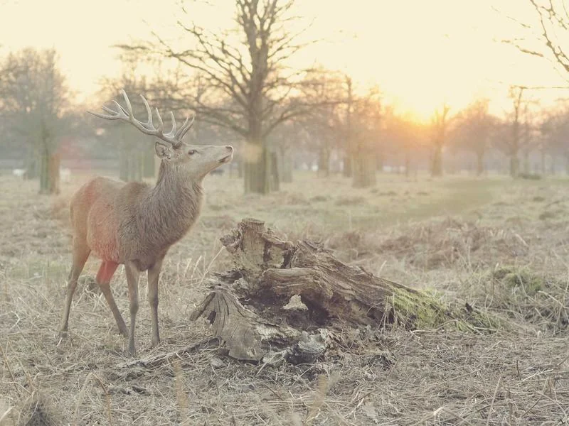 오사카 항공권 금액