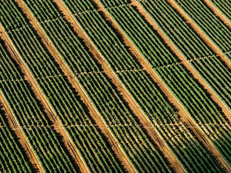 정월대보름 나물