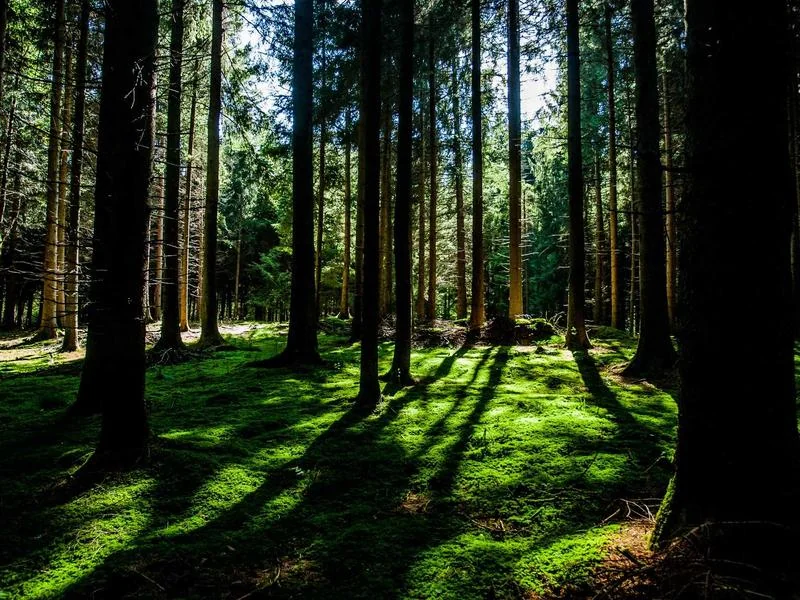 버버리 뉴햄프셔 체인